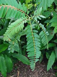 Image result for Sesbania grandiflora