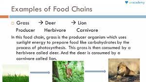 A name introduction or reference and a list of restrictions. Cbse Class 10 Food Chains And Food Webs Offered By Unacademy