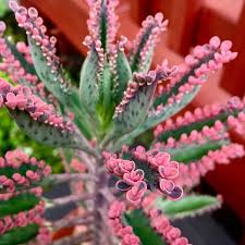 Kalanchoe Pink Butterflies Succulents In 2020 Butterfly Plants Fresh Flowers Arrangements Cactus Types