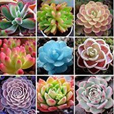We've gathered up nine stunning varieties of different colors and shapes that look beautiful alongside other greenery, in containers, or. Where To Buy Colorful Succulents Flower Seeds Succulent Seeds Succulents