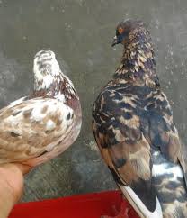 Khususnya di kawasan indonesia yang memang merupakan penyumbang jenis kakatua yang paling banyak di dunia. Cara Ternak Burung Dara Budidaya Makanan Harga Pakan Vitamin