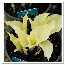 Image result for Hosta White Feather