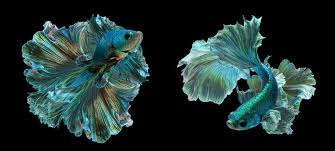 Fish guide for siamese fighting fish, betta splendens, betta profile with fish pictures, description and information, betta fish care, diet, habitat and fish diseases, tank mates and keeping the labyrinth fish. 3 776 Best Betta Fish Images Stock Photos Vectors Adobe Stock