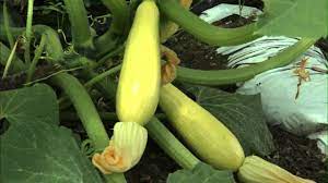 We strive to always stay in the know about all the current news surrounding squash. Squash Yellow Growing Youtube