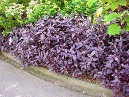 Альтернантера зубчатая (alternanthera dentata) purple knight (deep purple) raw 100 шт. Alternanthera Dentata Gardensonline
