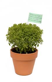 São joão não vai ter multidões, mas vai cheirar a manjerico. Manjerico Photos Free Royalty Free Stock Photos From Dreamstime