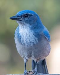 Birds That Start With Blue Wendi Fisher On Instagram This Woodhouse S Scrub Jay Was Foraging In A Field When He Decided To Pop On The Fence Post Right Nex With Images Birds Beautiful Birds Species