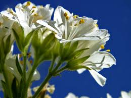 Image result for Polemoniaceae