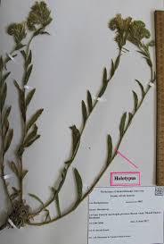 Image result for Cystostemon hispidissimus