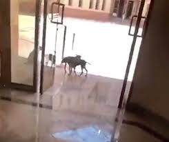 في هذا الفيديو تطرقت الى كلية الطب و نظامها و السنة التحضيرية Ø¨Ø§ÙØµÙØ± Ø§ÙÙÙØ§Ø¨ ÙØ§ÙÙØ±ÙØ¯ ØªØ«ÙØ± Ø§ÙØ°Ø¹Ø± ÙØ·Ø§ÙØ¨Ø§Øª Ø¬Ø§ÙØ¹Ø© Ø¨ÙØ´Ø© ÙÙ Ø¨ÙÙØ±Ù ØµØ­ÙÙØ© ØµØ¯Ù Ø§ÙØ§ÙÙØªØ±ÙÙÙØ©