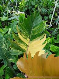 Xxl Philodendron Ring Of Fire Plant In 8 Pot Plants Philodendron Plant Structure