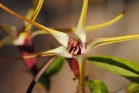 Image result for Strophanthus eminii