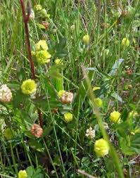 Image result for Trifolium wentzelianum