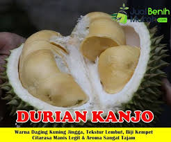 Shipping all over the state including sabah & srwk every order will be given a free tree!! Jual Bibit Durian Kanjo 70cm Pohon Buah Buah Alpukat