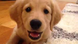 While the color yellow is part of their namesake, their coats range from fawn or cream to butterscotch or a deep golden hue. Piper The Comfort Retriever Mini Golden Puppy First Month Home 8 13 Weeks Youtube