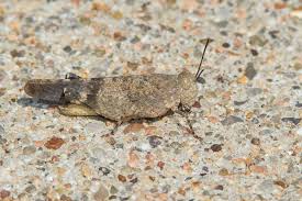 Image result for Microcharis asparagoides