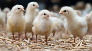 Maybe you would like to learn more about one of these? Pertama Di Dunia Jerman Akan Larang Pencabikan Anak Ayam Mulai Tahun 2022 Jerman Berita Dan Laporan Dari Berlin Dan Sekitarnya Dw 21 01 2021