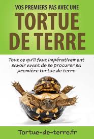 Que Mange Une Tortue De Terre Et Quelle Nourriture Ne Surtout Pas Lui Donner Que Mange Une Tortue Tortue De Terre Nourriture Tortue Terrestre