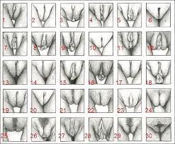 Arten Von Pussy Porno-Bilder, Sex Fotos, XXX Bilder #411902 - PICTOA