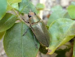 Image result for Perotis