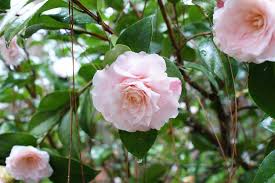 Camellia Japonica Mrs Rl Wheeler Camellia Japonica Flowers