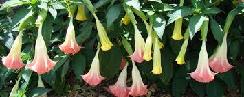 Image result for Brugmansia