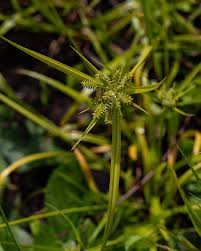 Image result for Cyperus cyperoides