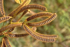 Image result for Mimosa pigra