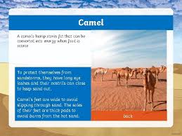 Camels can endure extended periods when the camel's fat reserves have depleted, the humps become floppy and flabby. What Is A Desert A Desert Is Any