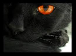 Black And White Cat With Orange Eyes Kurowolf86 S Image Animals Black Cat Animals Beautiful