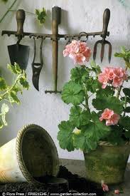 Pin Von Norma Auf Garten Topfgarten Geranien Pflanzen