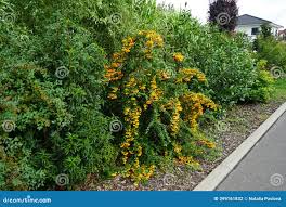 Image result for Pyracantha coccinea soleil d'or