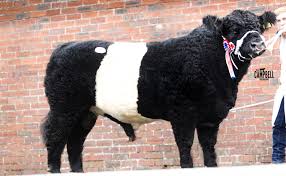 Belted Galloway breed record smashed at Castle Douglas
