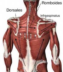 Anatomy Psoasexercises Muscle Anatomy Human Anatomy Muscular Strength Exercises