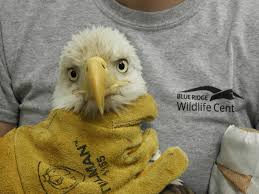 4 bald eagles found in Virginia recovering from lead poisoning