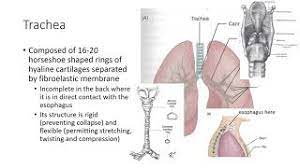 Record yourself saying 'mediastinum' in full sentences, then watch yourself and listen. Mediastinum 20 Pronunciations Of Mediastinum In English