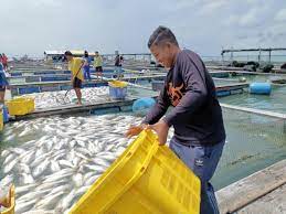 Perikanan pulau pinang yang memberikan kerjasama dalam menjawab soal selidik. Kejadian Ikan Mati Di Pulau Pinang Perak Akibat Ledakan Alga Yang Tinggi