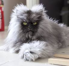 Maybe you would like to learn more about one of these? Pin On Critters