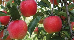 When attempting to grow an apple tree from seed, you should also keep in mind that the tree produced will not have any dwarfing characteristics (meaning that it will grow to its full height of about 30 feet/9 meters). Apple Growing Guide Tui Prepare Plant Nourish Prune