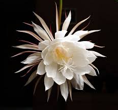 Pin On Flowers And Bouquets
