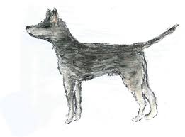 The symptoms of prostate cancer in dogs can develop gradually over time as the condition progresses. Canine Transmissible Venereal Tumour Ctvt Transmissible Cancer Group