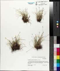 Image result for Abildgaardia ovata