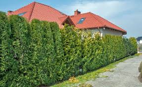 Unsere garten expertin erklärt in. Hecken Schneiden Die Wichtigsten Tipps Mein Schoner Garten