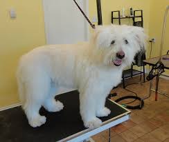 Maybe you would like to learn more about one of these? Purrfect Paws Boutique 13 Photos Pet Stores 430 Acadia Drive Se Calgary Ab Phone Number Yelp