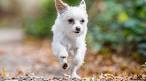 Chorkie - PetGuide