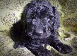 Find the perfect puppy for sale in evansville, indiana at next day pets. Labradoodle Puppies For Adoption Free Delivery For Sale In Evansville Indiana Classified Americanlisted Com