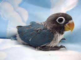 Baby Bird With Big Eyes I Had A Lovebird Named Midnite That Probably Looked Just Like This Little Guy When She Was A Baby Awwwww Pet Birds Pretty Birds Birds