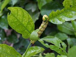 The stem of such a plant. Growing Jasmine Plants Know The Diseases That May Affect Them Gardenerdy