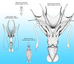 what is the largest squid a squid size diversity chart