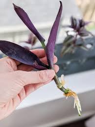 Gently press down on the soil around your plant and water it till the soil is completely moistened. How To Care For A Wandering Tradescantia Zebrina Plant